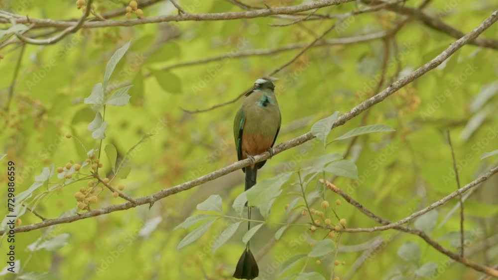 Exotic turquoise brown motmot perched in forest habitat Costa Rica Exotic turquoise brown motmot perched in forest habitat Costa Rica