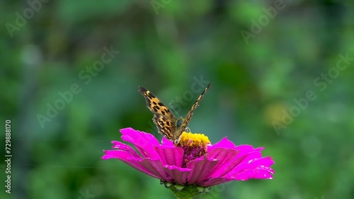 Butterfly on a pink zinnia flower in the garden.