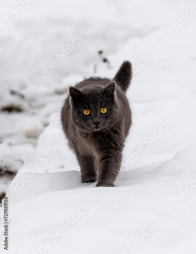 Portrait of a cat on white snow