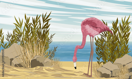 Flamingo stands on the seashore. Birds of Africa and South America. Anser caerulescens. Realistic vector landscape