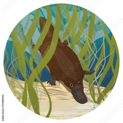 Round composition. The platypus dives in river water. Endemic species of Australia and Tasmania. Realistic vector landscape