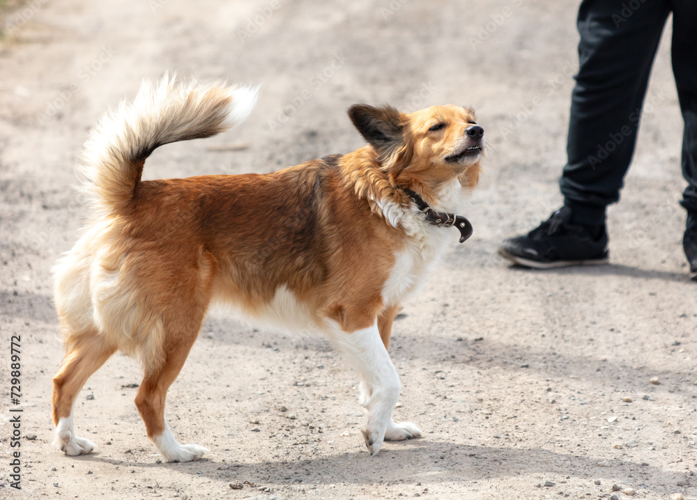 The dog barks to protect its owner