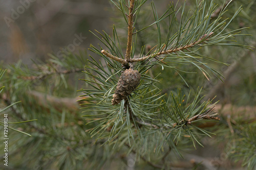 a small cone on a coniferous branch