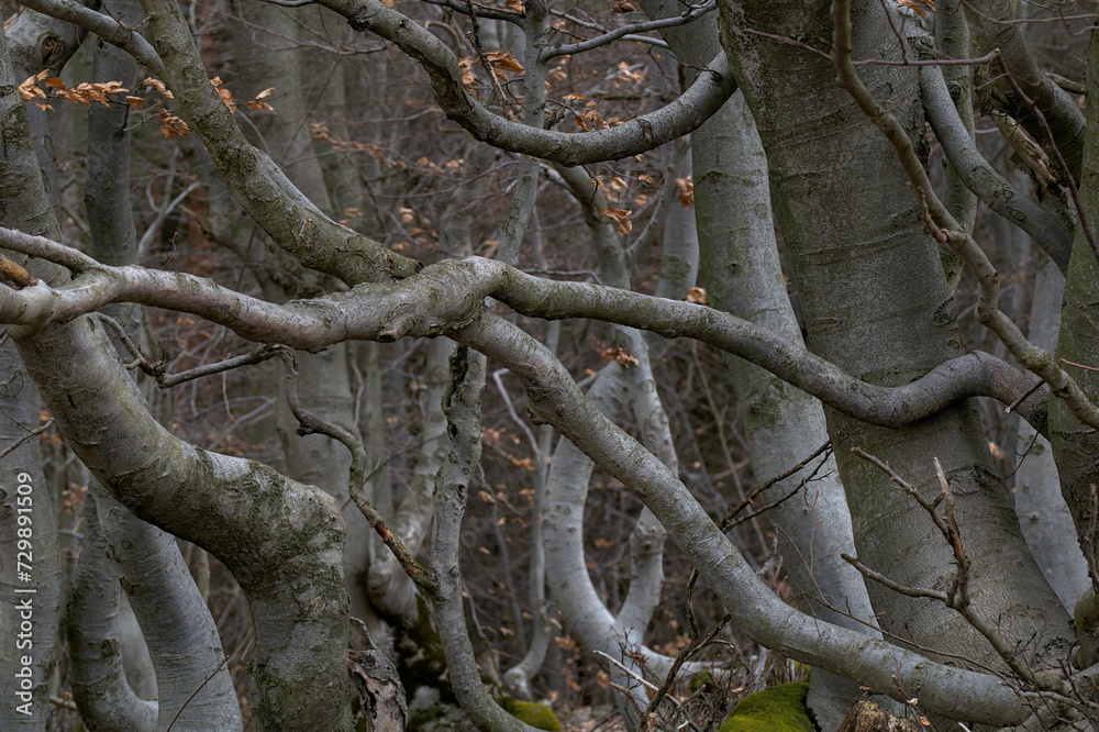 a fascinating forest with twisted branches a fascinating forest with twisted branches