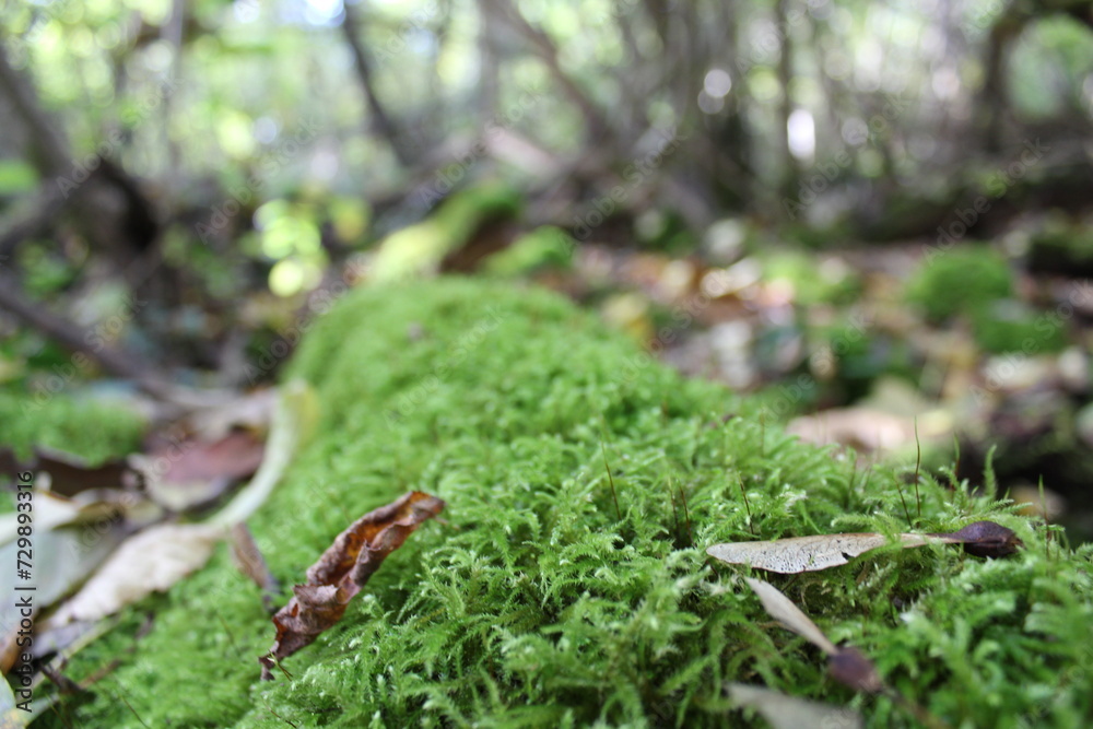 Moss-covered log, harboring various dry leaves and tree seeds that didn't reach their destination, the log is obstructing the path of a natural and untouched forest. Moss-covered log, harboring various dry leaves and tree seeds that didn't reach their destination, the log is obstructing the path of a natural and untouched forest.
