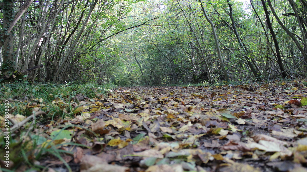 Natural forest path, cushioned by a mattress of dry leaves, where people go for walks, jogs, and runs outdoors, surrounded by a beautiful landscape filled with oxygen. Natural forest path, cushioned by a mattress of dry leaves, where people go for walks, jogs, and runs outdoors, surrounded by a beautiful landscape filled with oxygen.