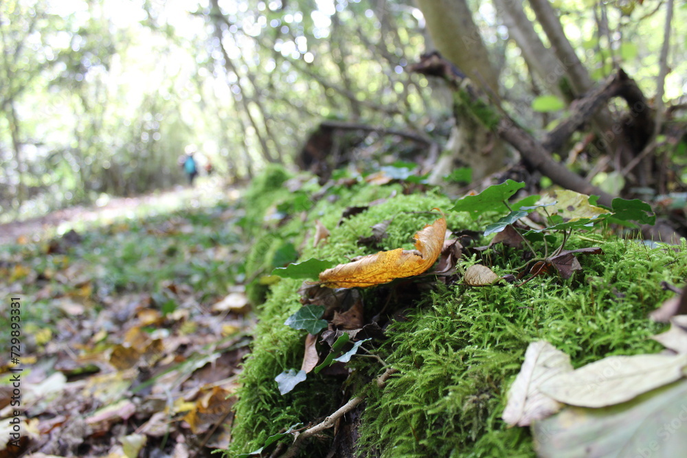 Moss-covered log, harboring various dry leaves and tree seeds that didn't reach their destination, the log is obstructing the path of a natural and untouched forest Moss-covered log, harboring various dry leaves and tree seeds that didn't reach their destination, the log is obstructing the path of a natural and untouched forest