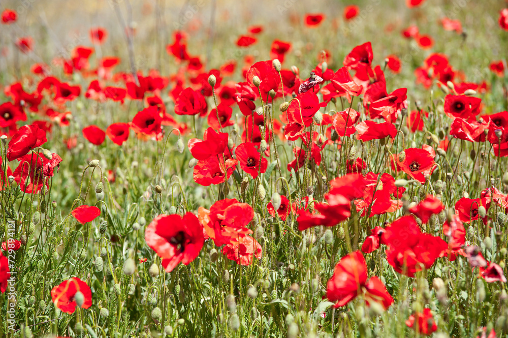 Field of red poppies.