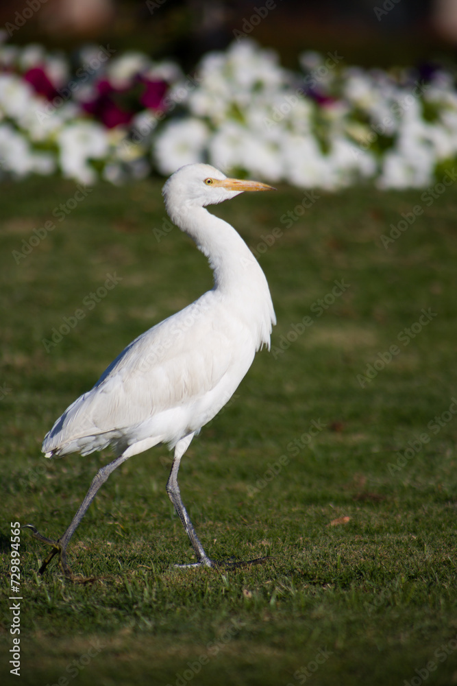 Cattle egret walks along the lawn in the park in search of food. Bird hunts insects in the grass Cattle egret walks along the lawn in the park in search of food. Bird hunts insects in the grass