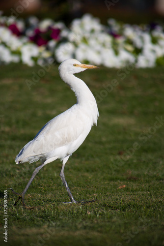Cattle egret walks along the lawn in the park in search of food. Bird hunts insects in the grass