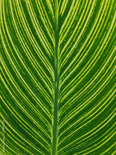 green leaf stripe background for wallpaper