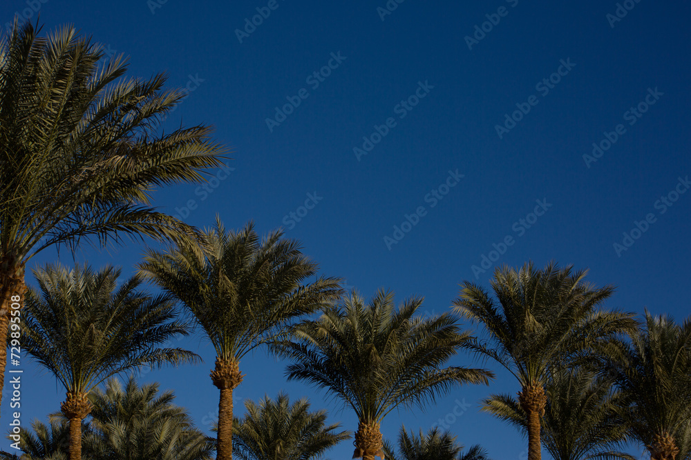 Palm foliage against blue sky. Row of tall palm trees with clear sky in the background