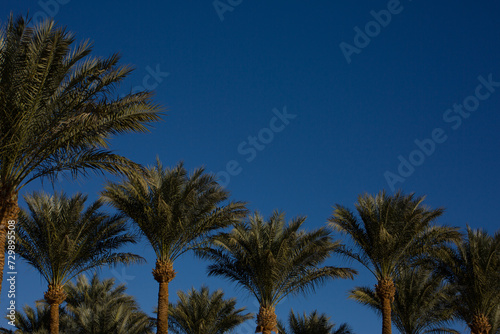 Palm foliage against blue sky. Row of tall palm trees with clear sky in the background © malazoniia