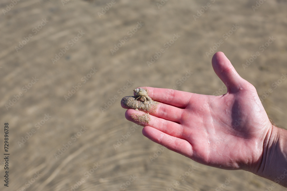 Tiny hermit crab with a shell in the sand in human hand against the backdrop of the clear sea