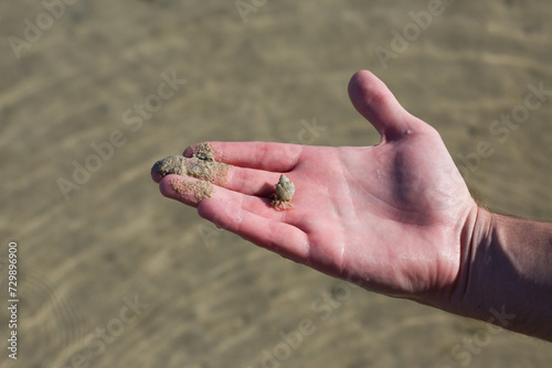 Hermit crab in the hand of a man against the backdrop of the red sea with clear water