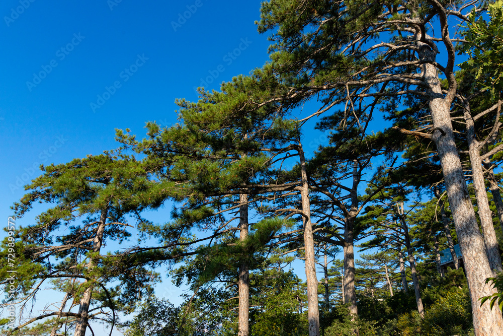 Fototapeta premium Tree Mountain pine with a large domed crown and a large trunk, grows in the mountains.