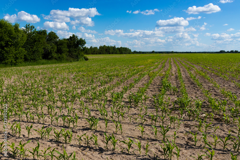 Young green sprouts, shoots, corn on an agricultural field against the sky. Landscape