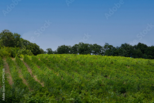 Rows of vines in a vineyard stretching into the distance against a blue sky,