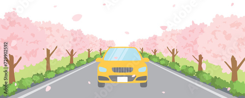 桜並木を走る車　春のドライブの風景