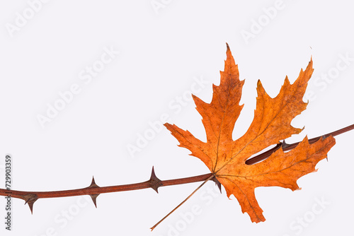 Dry autumn maple leaf on a branch with thorns. Isolated on white background. photo