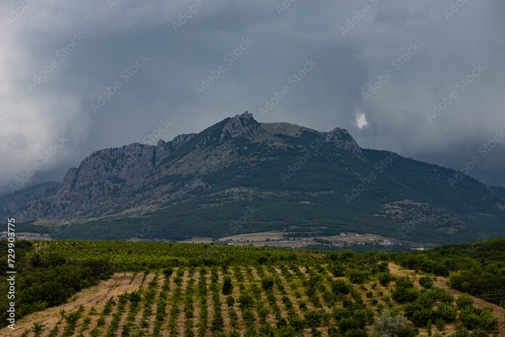 Rows of vines against the backdrop of a mountain with stormy autumn clouds. Landscape.