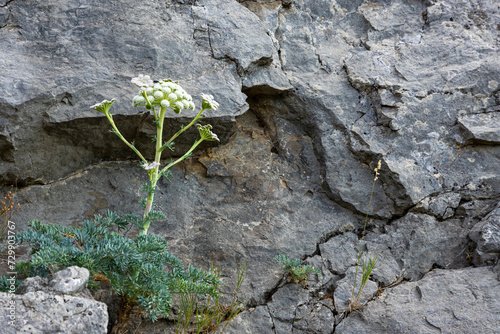 Seseli Gill, wild carrot flower, yarrow flower, Millefolium Achillea, solitary plant on gray limestone marble stone background. photo