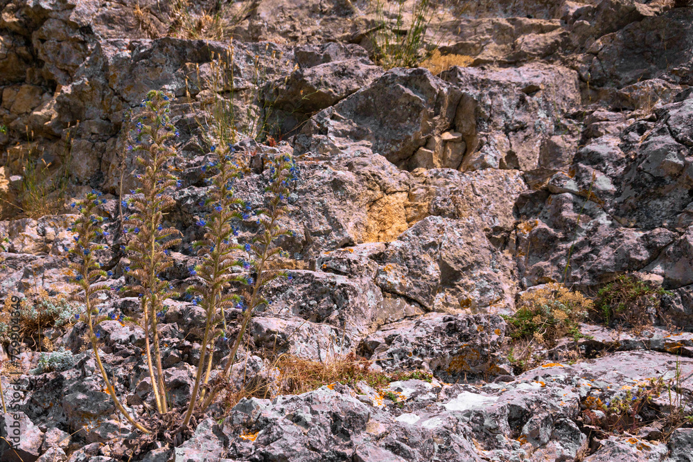 A lone mountain flower with blue buds growing on a gray-red stone sheer wall. Background A lone mountain flower with blue buds growing on a gray-red stone sheer wall. Background
