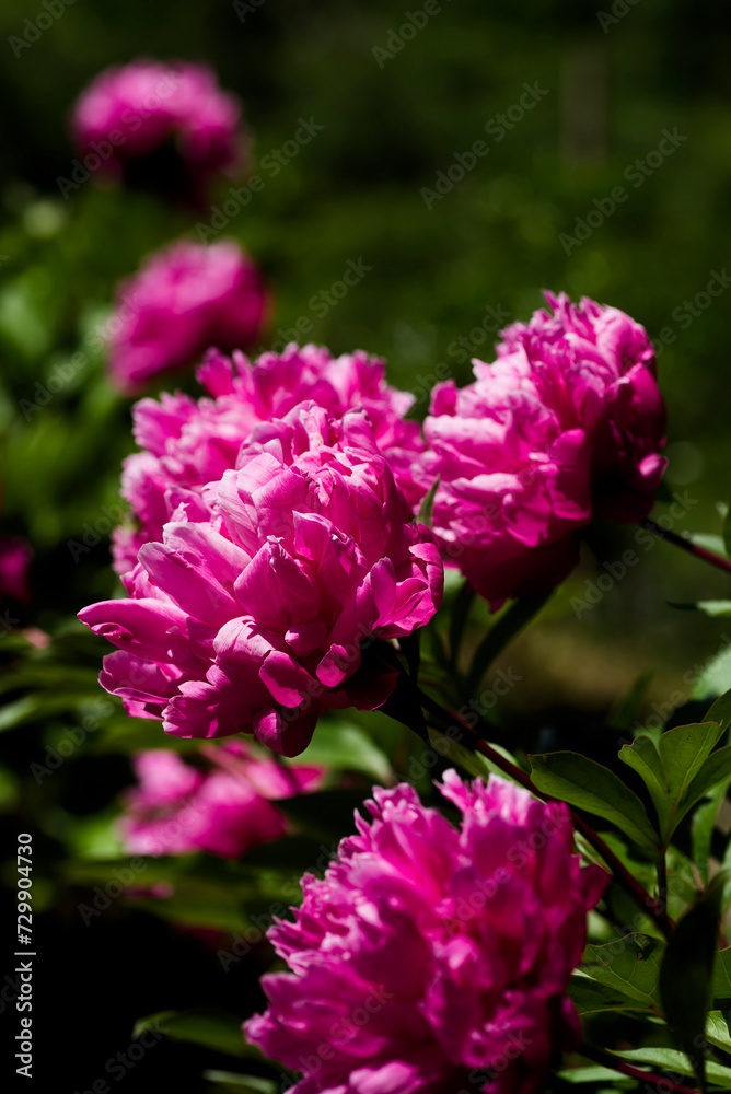 ピンクのシャクヤクの花