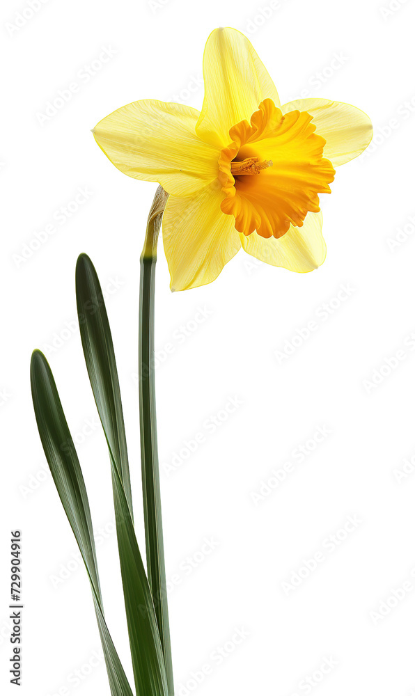 daffodils on isolated transparent background daffodils on isolated transparent background