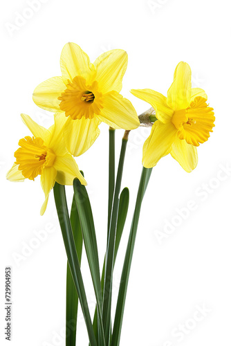 daffodils on isolated transparent background
