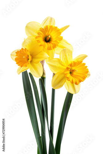 daffodils on isolated transparent background