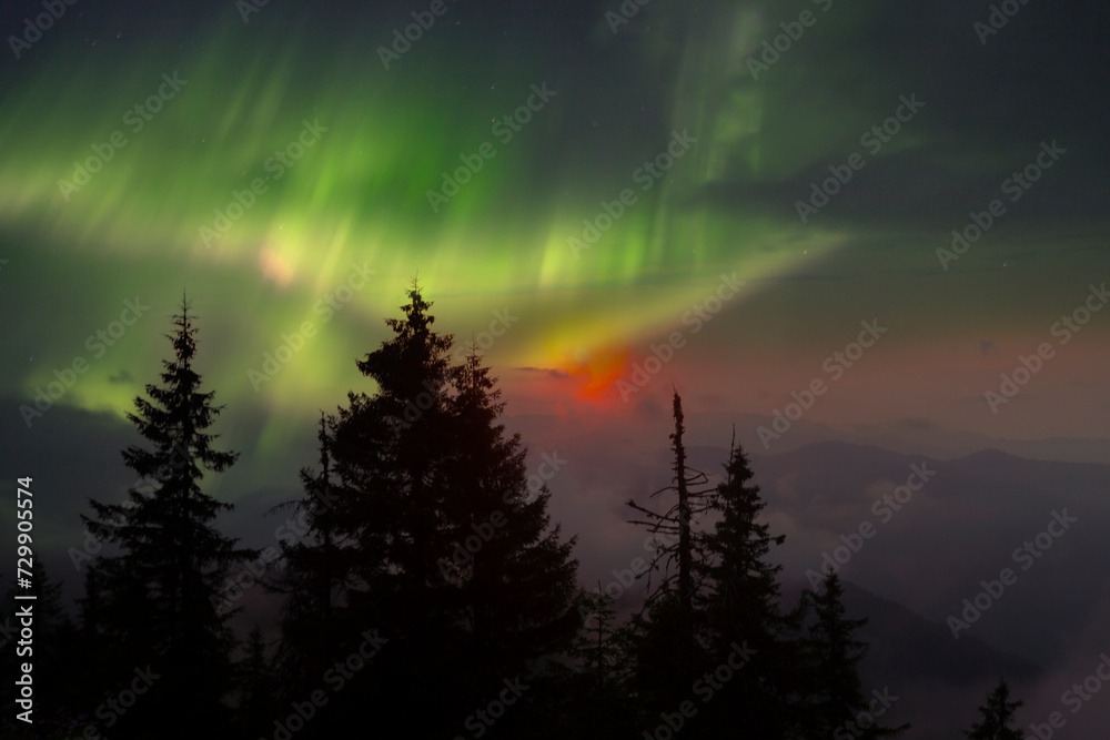 Large pine trees at sunset provide aesthetic photographs Large pine trees at sunset provide aesthetic photographs