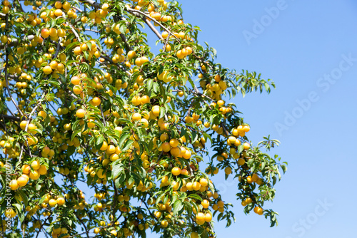 Ripe yellow plums on tree branches with green leaves against a blue sky.