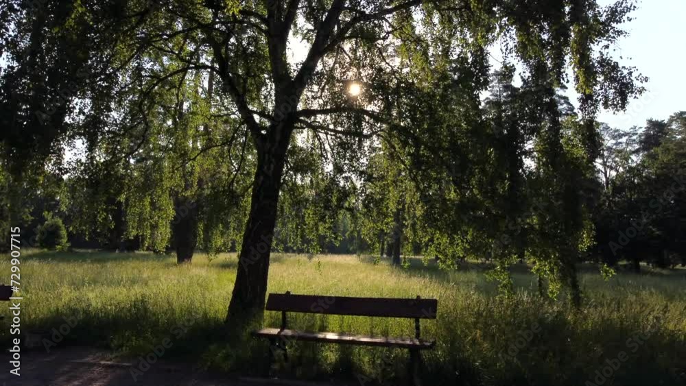 Moving under birch tree branch in park on sunny summer morning. Movement under tree branch with green leaves and view of clearing with green grass. Natural Park. Nature background. Bright shining sun Moving under birch tree branch in park on sunny summer morning. Movement under tree branch with green leaves and view of clearing with green grass. Natural Park. Nature background. Bright shining sun