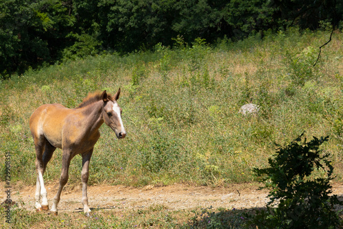 Light brown foal on a mountain pasture.