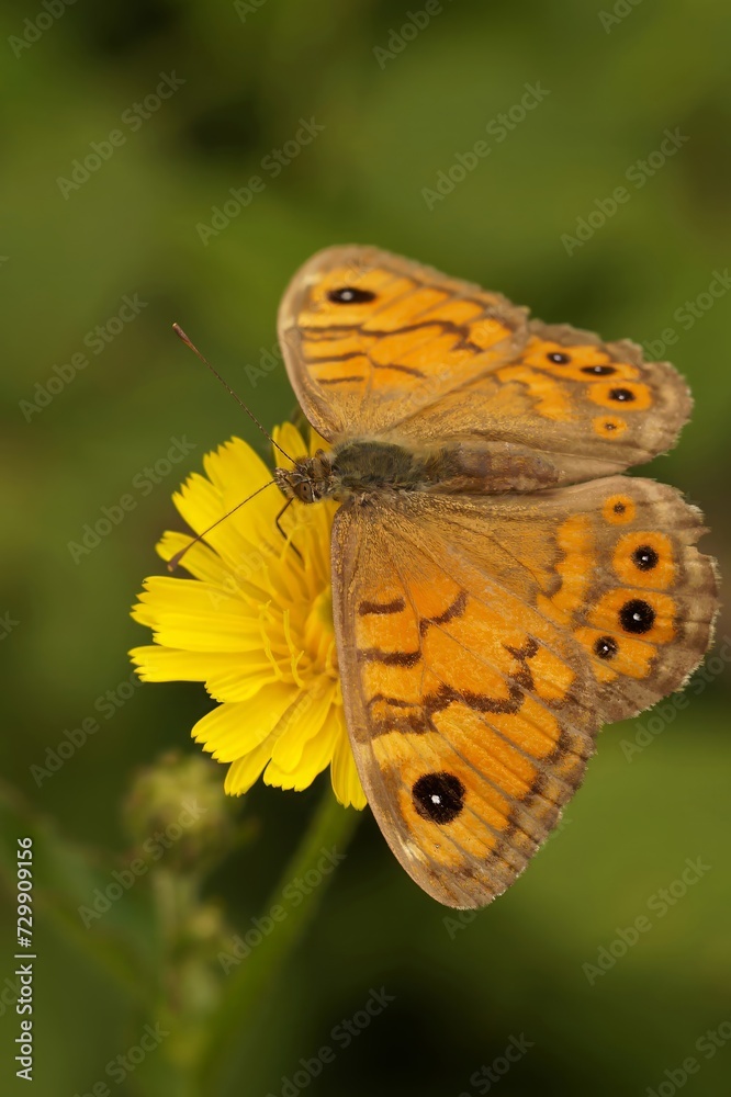 Obraz premium Closeup on a rare Wall Brown Butterfly, Lasiommata megera, nectaring on a yellow flower, Gard, France