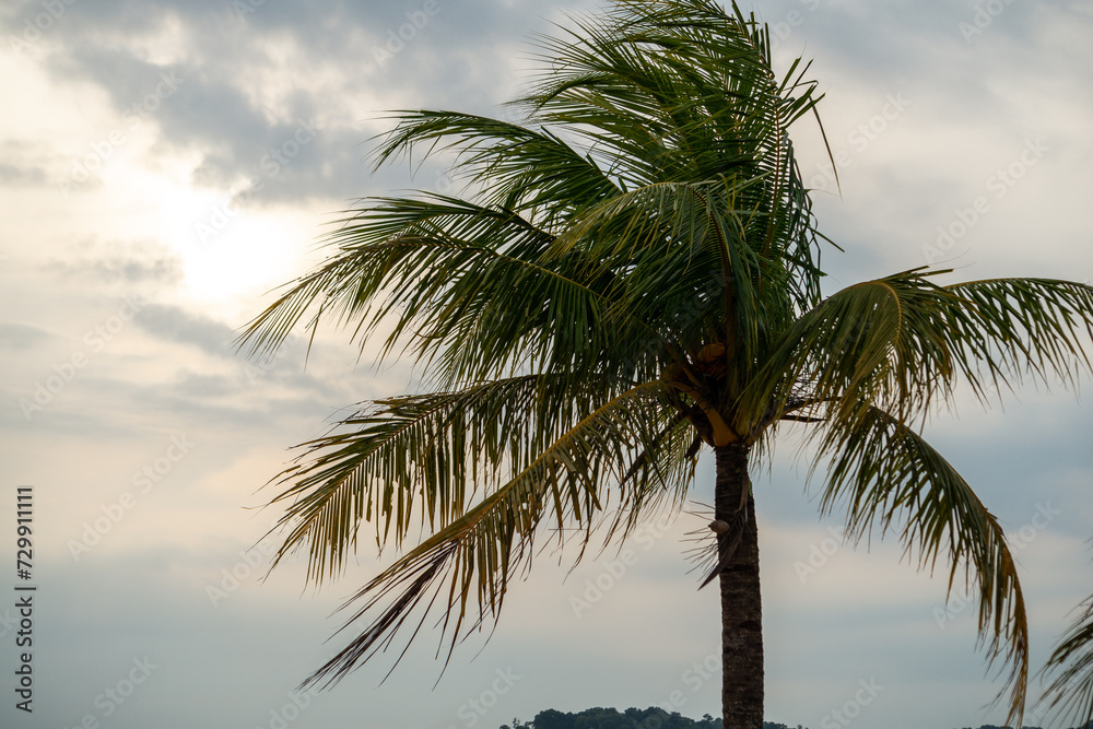 palm trees with green branches and coconuts against a sunset sky background