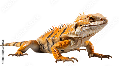 A yellow iguana isolated on white background png image