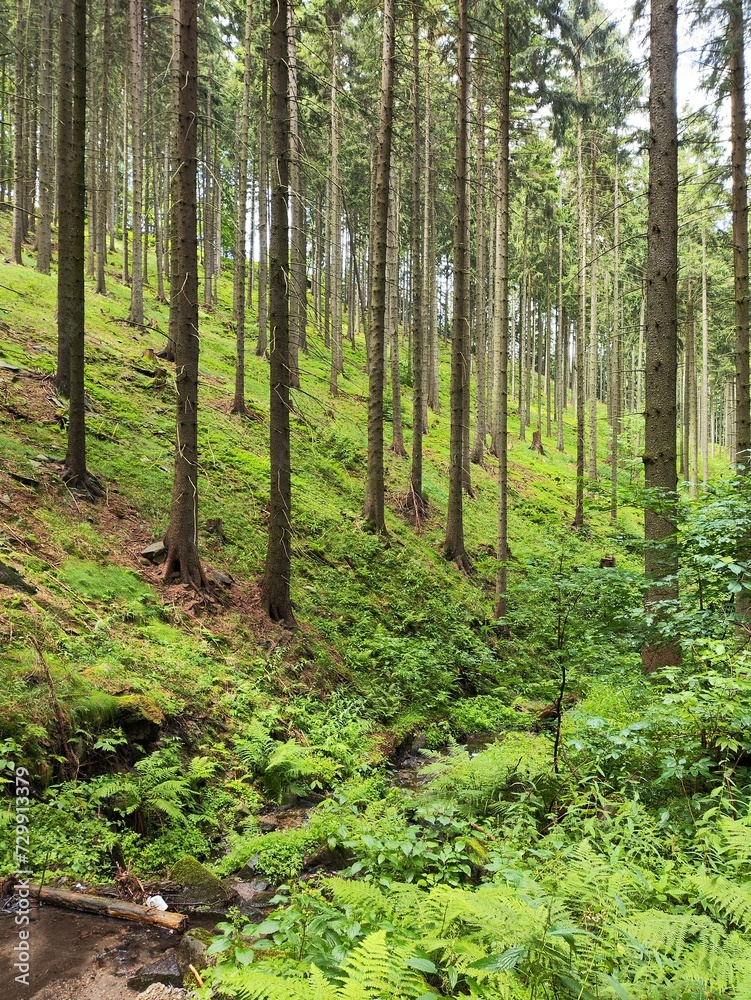 forest in spring forest in spring
