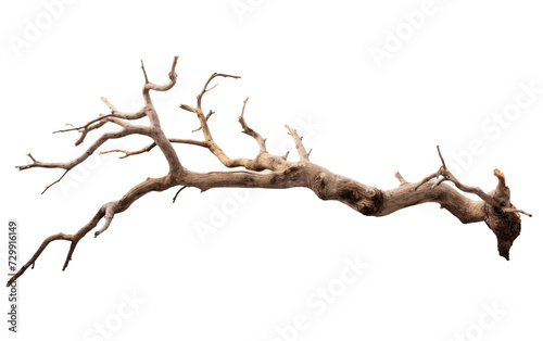 Cutout of a Dead Tree Branch, Tracing the Ephemeral Beauty of Natural Decay on a White or Clear Surface PNG Transparent Background.
