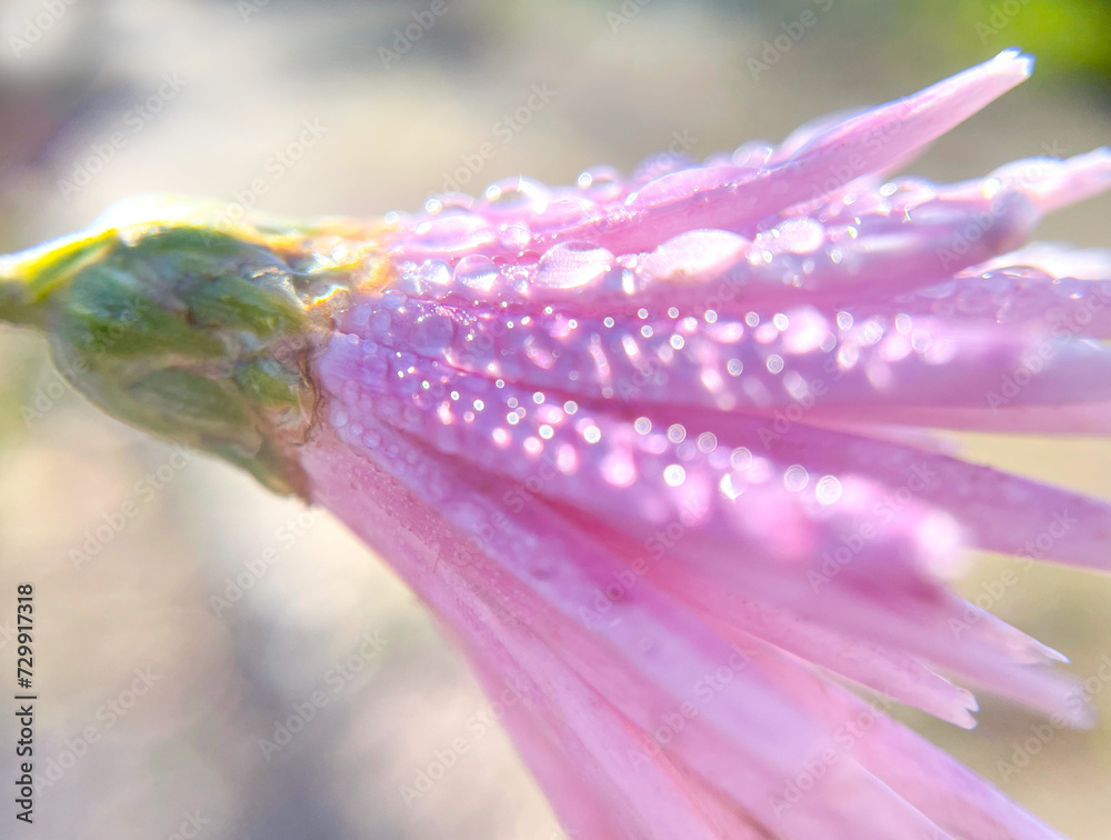 Naklejka premium Beauty of Flowers Drenched in Morning Dew