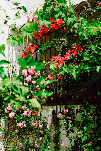 Pink flowers bushy bushy bushy bushy bushy bushy spring everything blooms in the garden everything lives