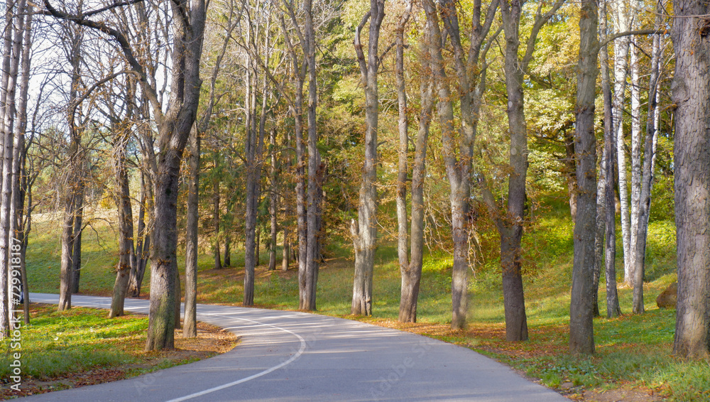 Road lane in autumn park