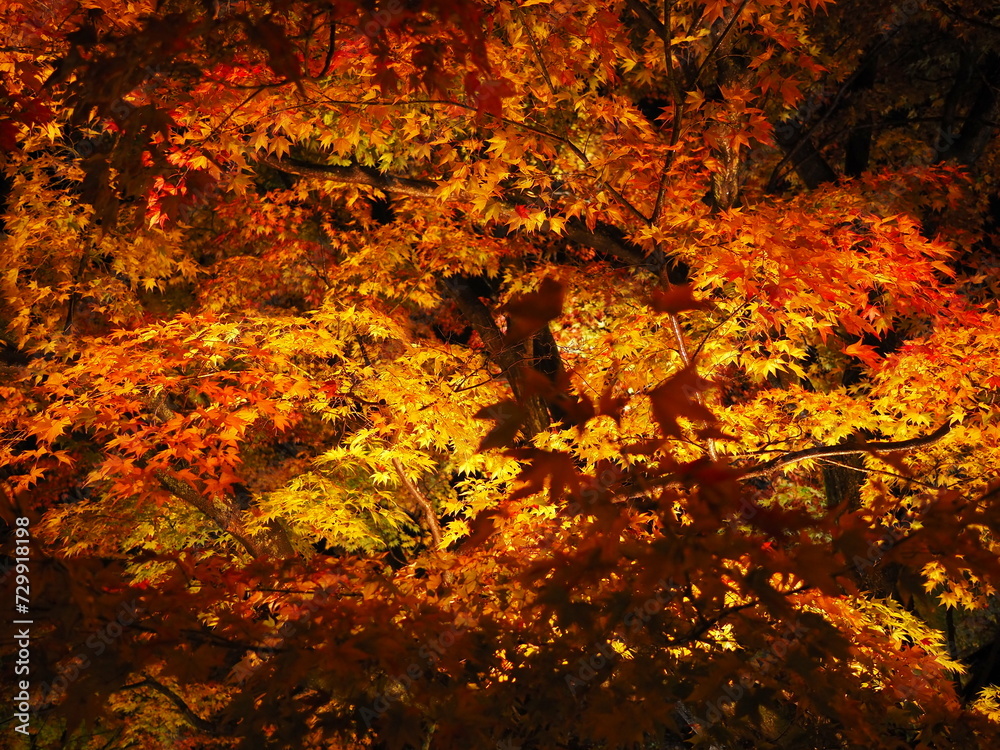 Crimson Nights: Exploring Japan's Nighttime Momiji Beauty Crimson Nights: Exploring Japan's Nighttime Momiji Beauty