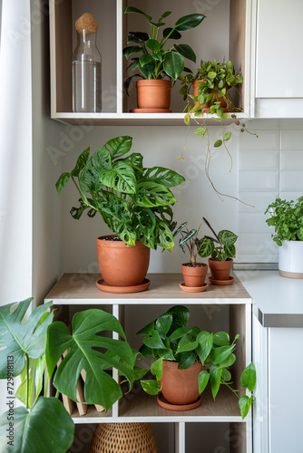 Houseplants Epipremnum, Monstera, Dischidia, Philodendron and sprouts of Alocasia in terracotta pots on shelves at home. Design of modern kitchen interior. Gardening hobby, greenery, plant lovers.