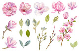 Watercolor pink flowers, magnolia cherry, set of spring plants collection, twigs of delicate summer leaves hand drawn clipart png on a transparent background