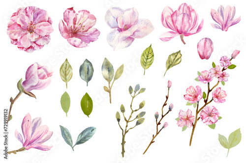Watercolor pink flowers  magnolia cherry  set of spring plants collection  twigs of delicate summer leaves hand drawn clipart png on a transparent background
