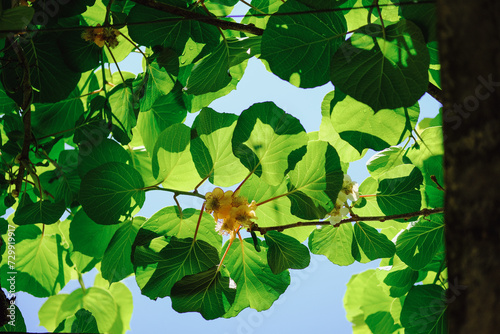 Flowering Kiwi green leaves braiding all kiwi blooms with yellow flowers