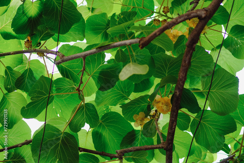 Flowering Kiwi green leaves braiding all kiwi blooms with yellow flowers