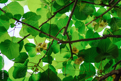Flowering Kiwi green leaves braiding all kiwi blooms with yellow flowers